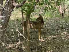 -北京麋鹿生态实验中心