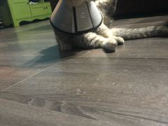 -伟伟宠物医院·CT影像中心·瑞派犬猫综合性门诊(汉口总院)