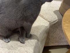 -藏猫猫咖啡主题馆(中央大道店)