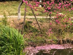 -武汉紫薇都市田园