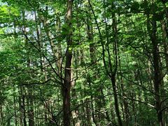 -凤栖山