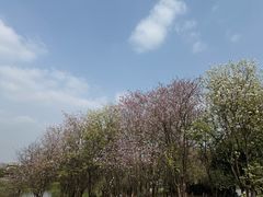 -海珠湖公园
