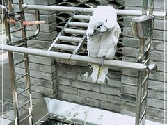 -老北京风情街