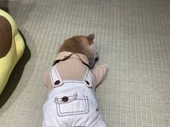 -逗柴咖啡屋·狗咖猫咖宠物桌游
