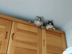 -纳吉亚猫专科动物医院·北北分院