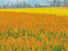 -中国天府农业博览园