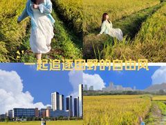 -光明小镇欢乐田园