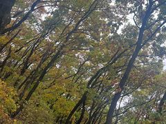 -帽儿山国家森林公园