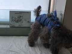 -康旭宠物医院(郑州总院)