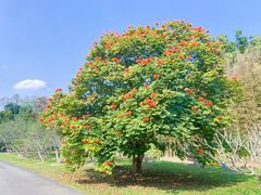 -中国科学院西双版纳热带植物园