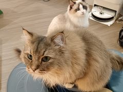 -COLOR PETS 撸猫馆·购猫·猫咖(长风大悦城店)