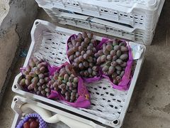 -马陆小张葡萄园农家乐