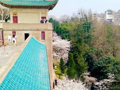 -武汉大学-樱园