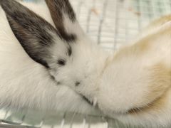 -怪兽屋·羊驼·猫咖·狗咖(俊华广场店)