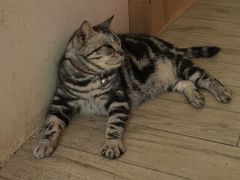 -海边的猫和咖啡馆