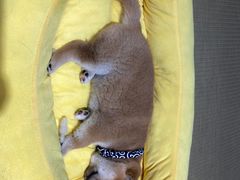 -逗柴咖啡屋·狗咖猫咖宠物桌游
