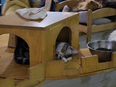 大堂-猫小院猫主题咖啡厅(北锣店)