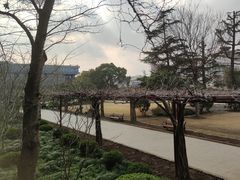 -嘉定紫藤园