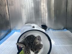 -关爱动物医院·心脏·中兽医·异宠(金牛路分院)