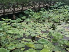 -梁鸿国家湿地公园