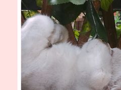 -李小姐の猫咖啡馆(五角场店)