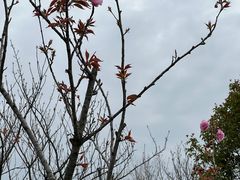 -高东镇樱花园