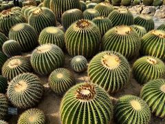 -深圳仙湖植物园