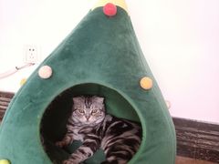 -Catmate·猫肥家润(金润铂宫店)