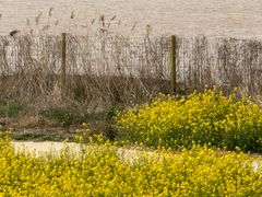 -济南百里黄河风景区