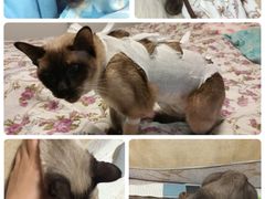 -纳吉亚猫专科动物诊疗中心(蒋宅口分院)