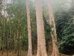 -中国科学院西双版纳热带植物园