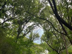 -上海佘山国家森林公园西佘山园