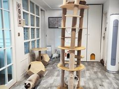 -楼上猫咖(罗湖店)