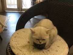 -猫色咖啡·猫咖