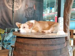 -more than meow吴止猫主题餐厅(承德 中船汇店)