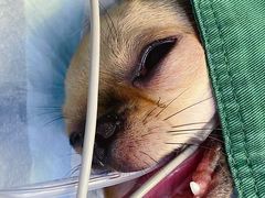 -关爱宠物医院·猫科中心·消化科(滨湖万达分院)