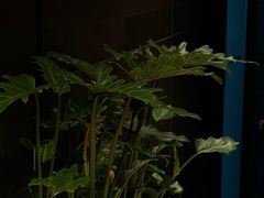 -泰·菩提树下[泰式按摩x精油SPAx肩颈头疗](新景店)