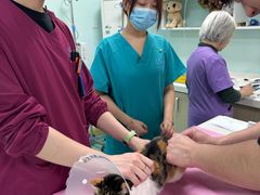 -北京观赏动物医院·24小时大型综合·猫专科·异宠专科