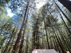 -重庆睡佛山森林公园