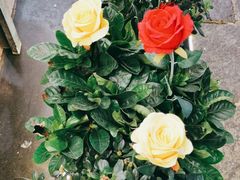 -大师傅金奖啤酒鱼(西街口总店)