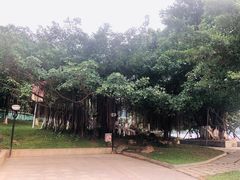 -松山湖南湖湾露营营地