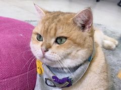 -Heymao猫咖.咖啡厅(东门店)