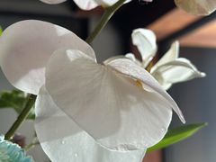 -亭亭鲜花店(中山北路店)