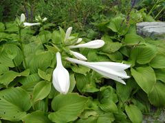 -中家鑫园温泉酒店鑫悦汤泉