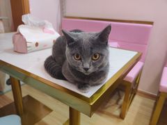-Sweet cat·星愿猫咖(国贸大厦店)