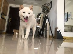-佩兹宠物医院肿瘤专科·眼科·牙科(黄浦店)
