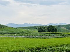 -龙坞茶村