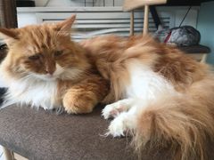 -平行世界·猫咖(首经贸店)