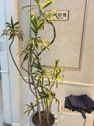-YESIDO椰岛美容