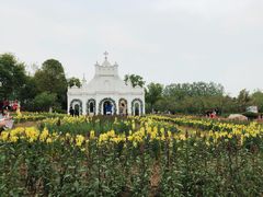 -杭州湾海上花田景区